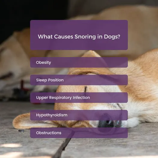 Royal Oak Animal Hospital 8