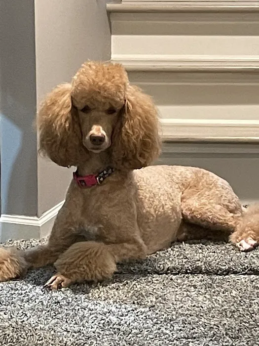 Royal Oak Animal Hospital 5