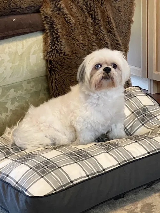 Royal Oak Animal Hospital 2