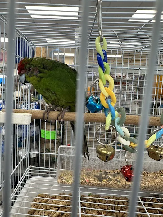 Ary exotic birds 6