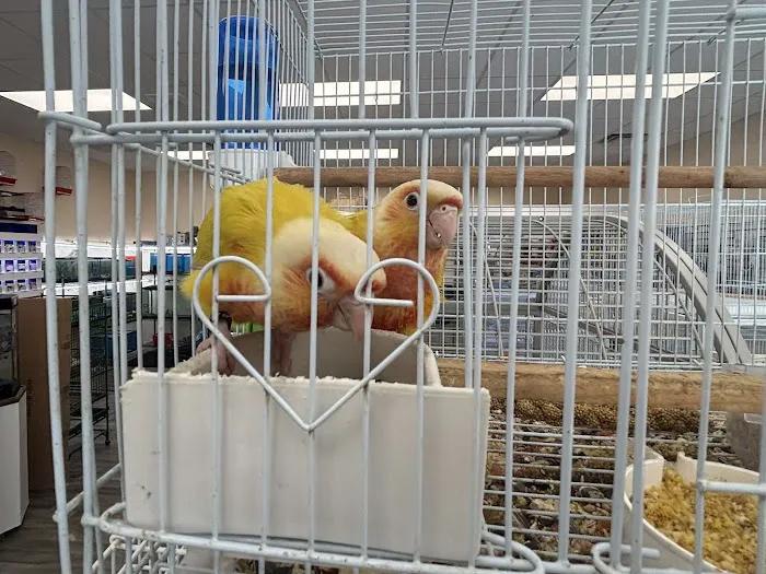 Ary exotic birds 10