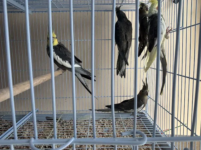 Ary exotic birds 3