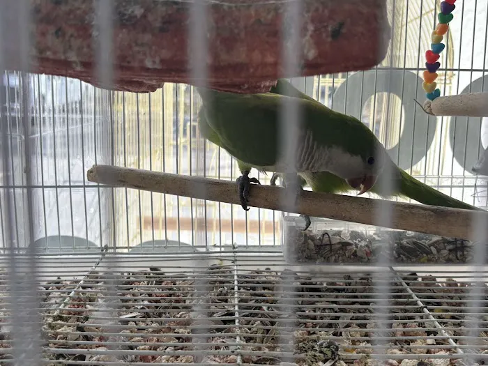 Ary exotic birds 8