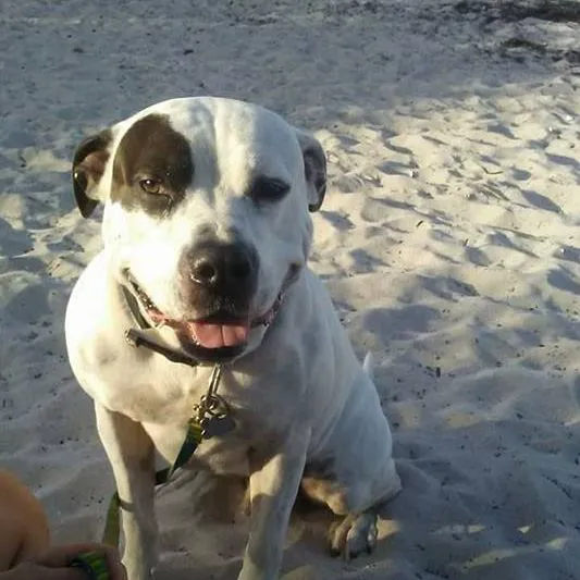 Eau Gallie Veterinary Hospital 12