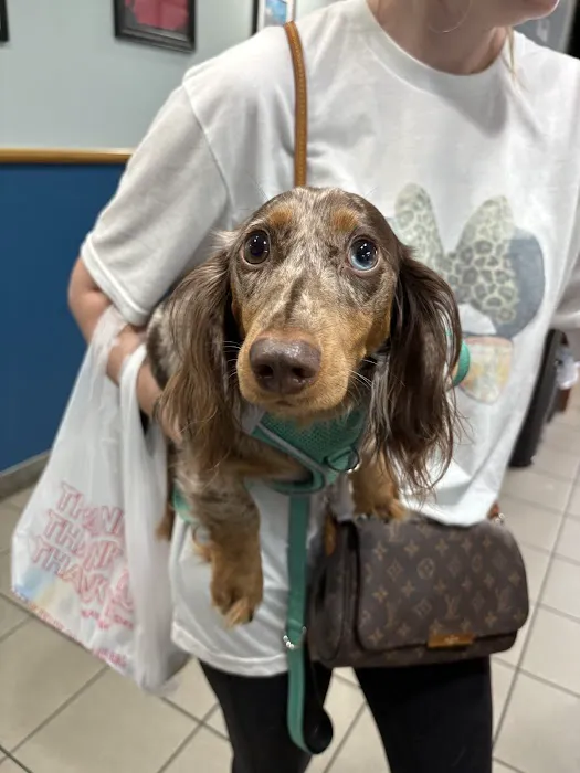 South Patrick Animal Hospital 12