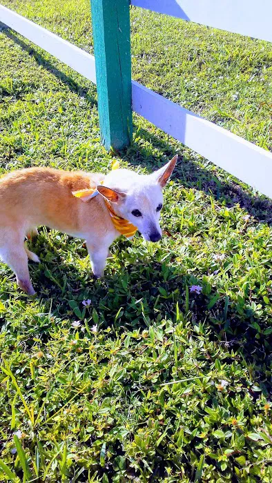 South Patrick Animal Hospital 12