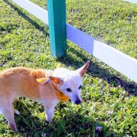 South Patrick Animal Hospital ico