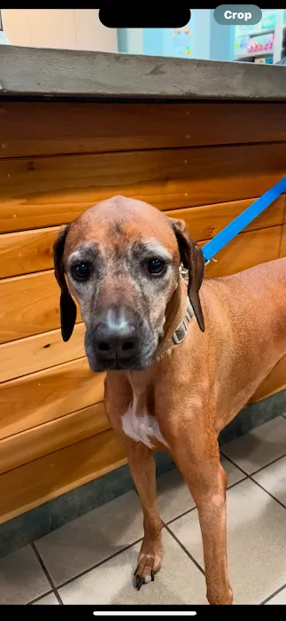 South Patrick Animal Hospital 12
