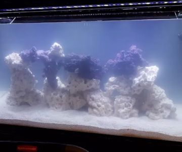 World Wide Corals