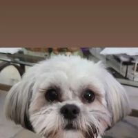 Seaside Veterinary Clinic ico