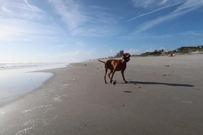 Beachside Animal Hospital 12