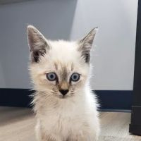 River Run Animal Hospital ico