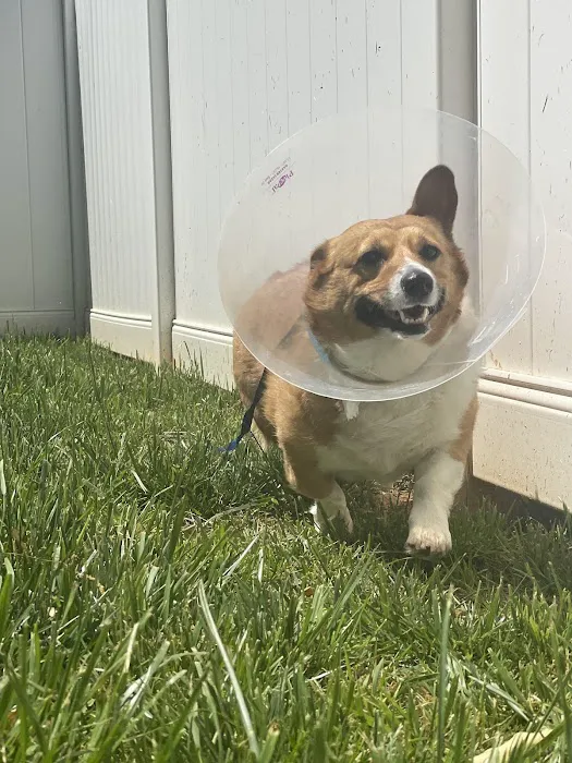 Belmont Animal Hospital 12