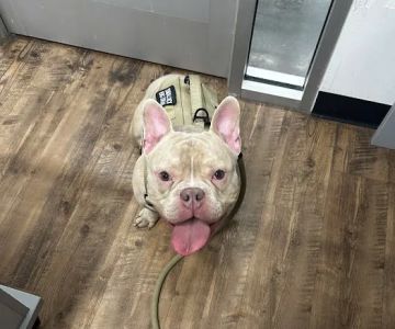 PetVet Vaccination Clinic