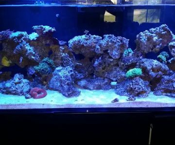 Ocean Blue Aquarium