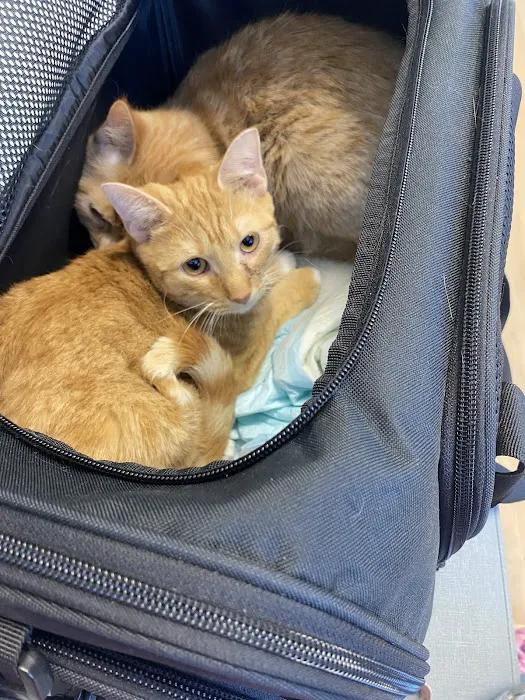 Harrisburg Animal Hospital 7