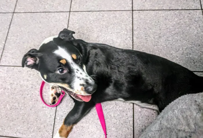 VCA Stoney Creek Animal Hospital 2