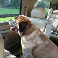 Greenock Farm Veterinary Hospital ico