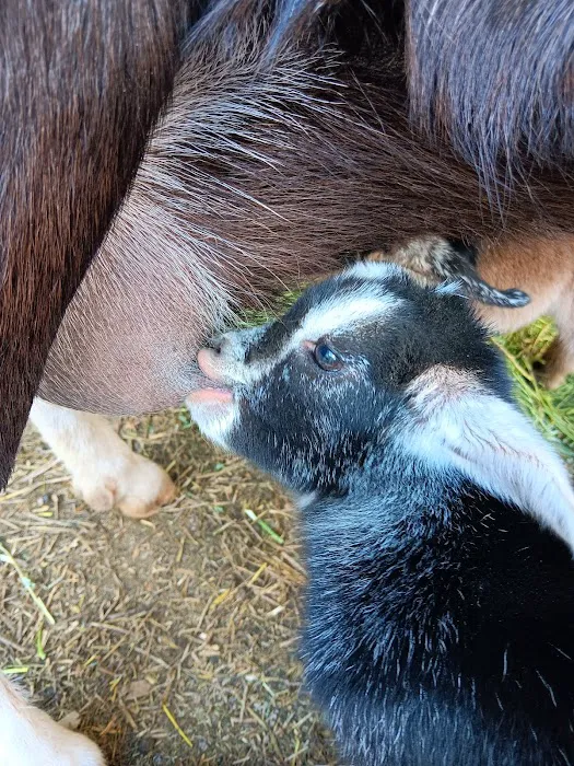 Greenock Farm Veterinary Hospital 7