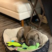 Foster Animal Clinic at Parkway Commons ico