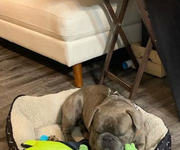 Foster Animal Clinic at Parkway Commons
