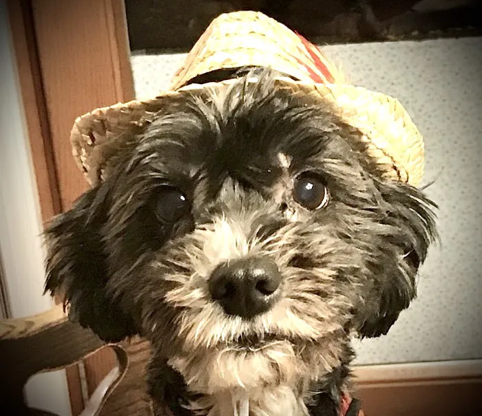 Foster Animal Clinic at Parkway Commons 5