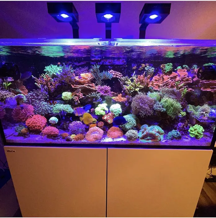 Clean Sharks Aquarium Maintenance 12