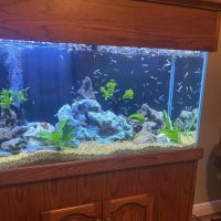 Clean Sharks Aquarium Maintenance ico