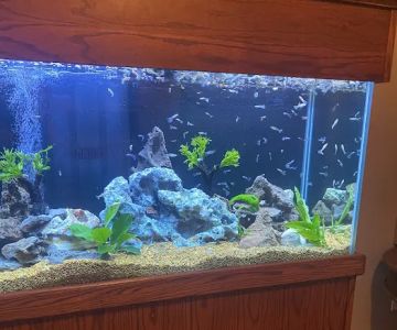 Clean Sharks Aquarium Maintenance