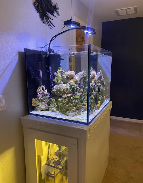 Clean Sharks Aquarium Maintenance 12