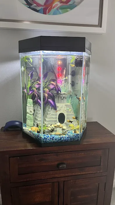 Clean Sharks Aquarium Maintenance 12