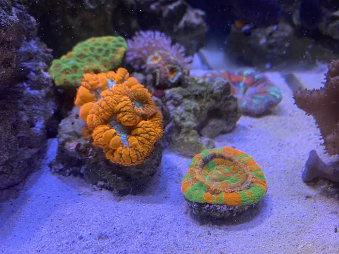 Clean Sharks Aquarium Maintenance 12
