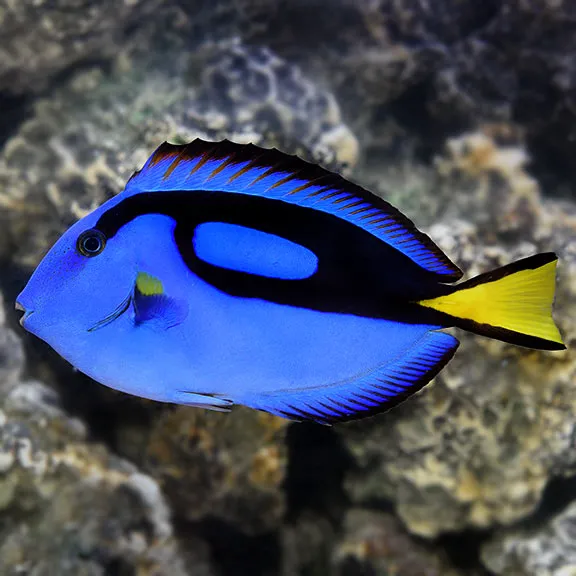 Clean Sharks Aquarium Maintenance 12
