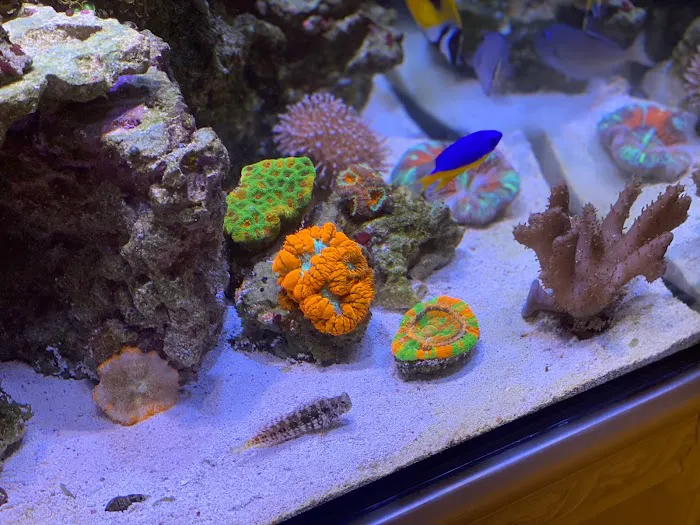Clean Sharks Aquarium Maintenance 12