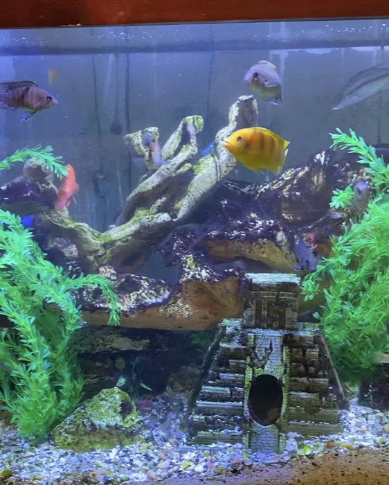 Clean Sharks Aquarium Maintenance 12