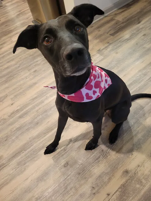Thrive Pet Healthcare - Mallard Creek 9