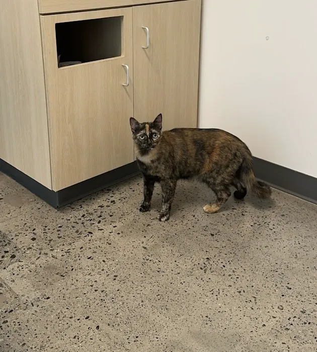 Thrive Pet Healthcare - Mallard Creek 8