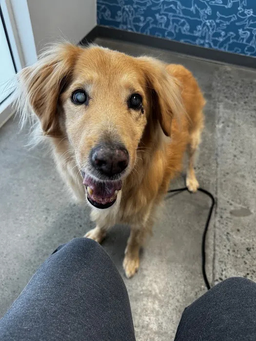 Thrive Pet Healthcare - Mallard Creek 4