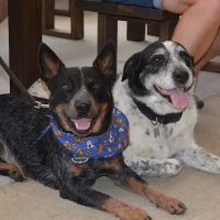 Mallard Creek Animal Hospital ico