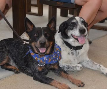 Mallard Creek Animal Hospital