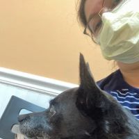 Mallard Creek Animal Hospital: Johnson Rebecca DVM ico