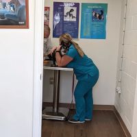 Davis Lake Animal Hospital ico