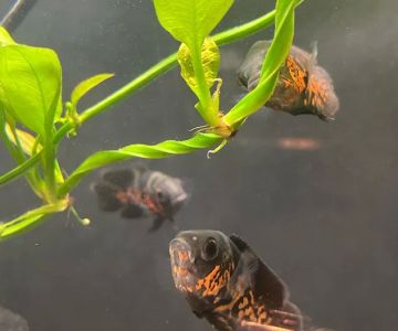 Aquatic Galleria