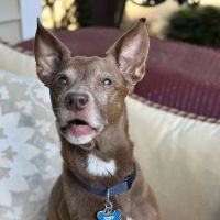 Banfield Pet Hospital ico