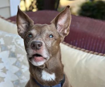Banfield Pet Hospital