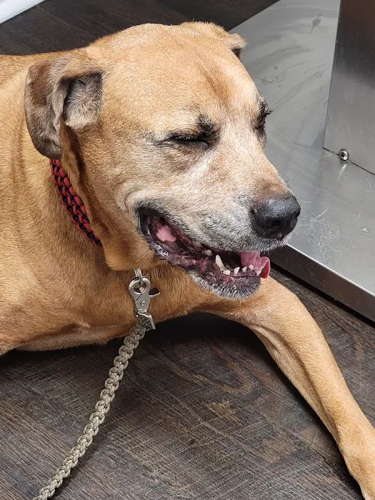 Harris Boulevard Veterinary Clinic 12