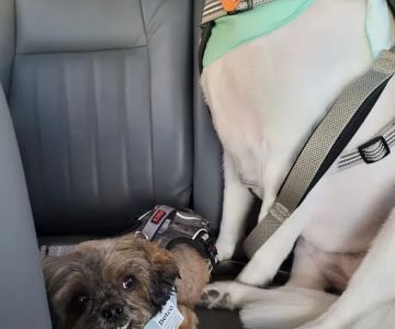 Petco
