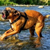 Wadhams Road Animal Clinic ico