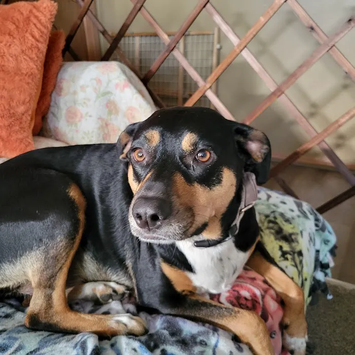 Wadhams Road Animal Clinic 4