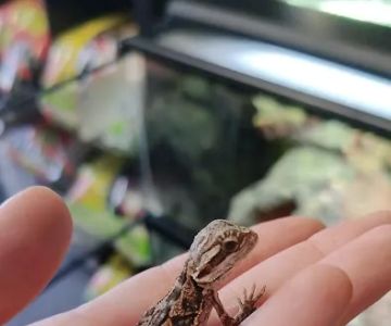 Indigo Reptile Co.